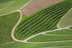 Découvrez l'excellence des grands crus de Saint-Émilion avec U'wine : Château Pavie, Château Clos Fourtet, Château Fleur Cardinale, Château Bellevue.